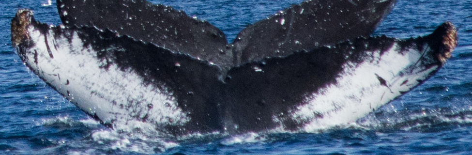 Fluke of MightyMary (Alaska)