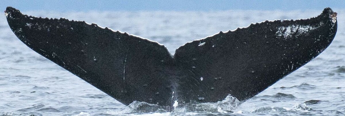 Fluke of Smuilen (FS)