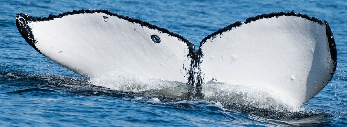 Fluke of SEAK-2295