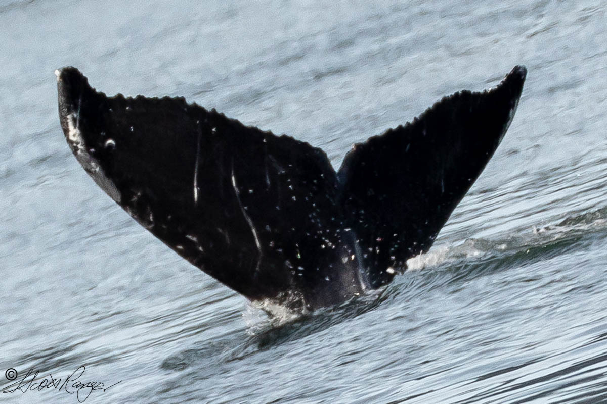Fluke of Smyles (Alaska)