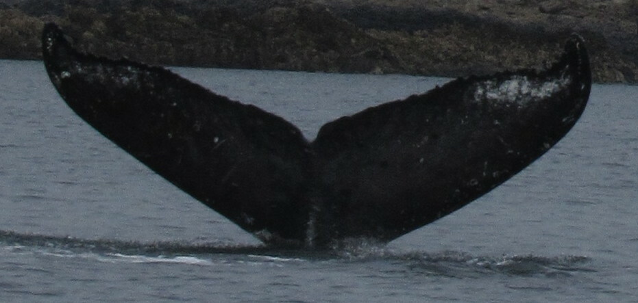 Fluke of Voldemort (Juneau)