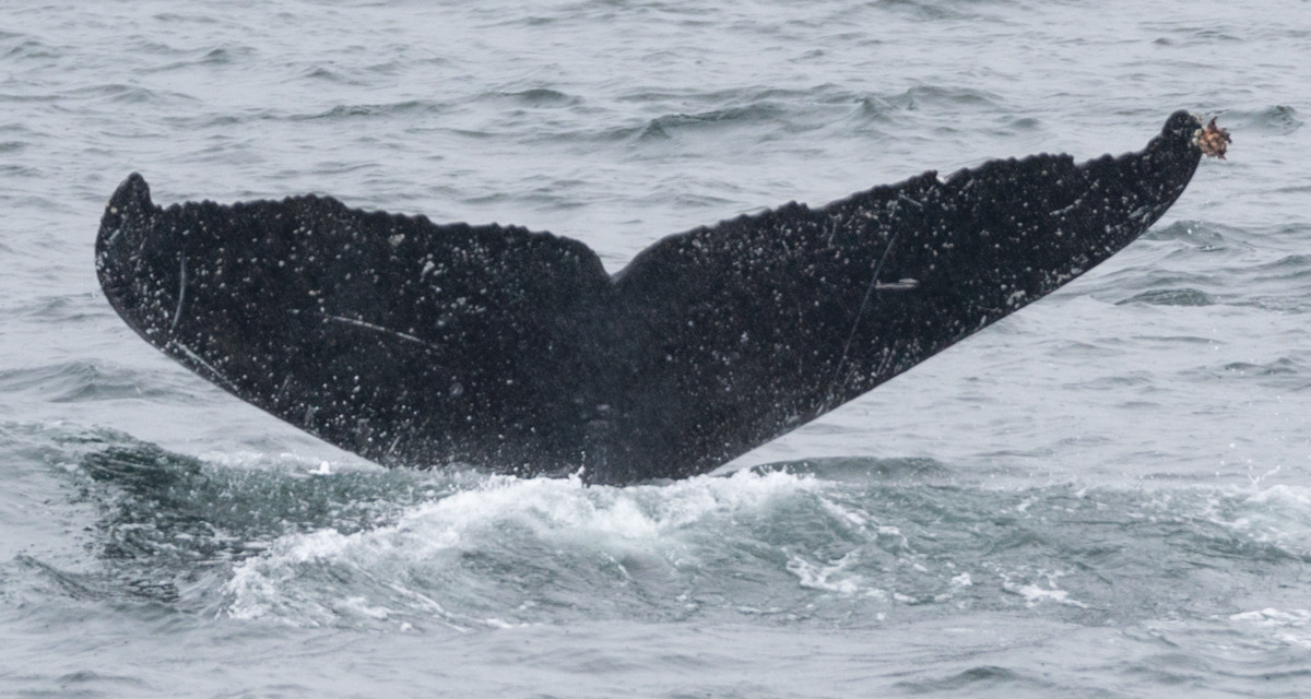 Fluke of NelsaB aka PolicemensHelmit or Rothstien (FS)