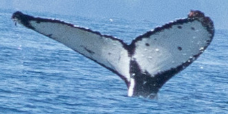 Fluke of Domino (SEAK)