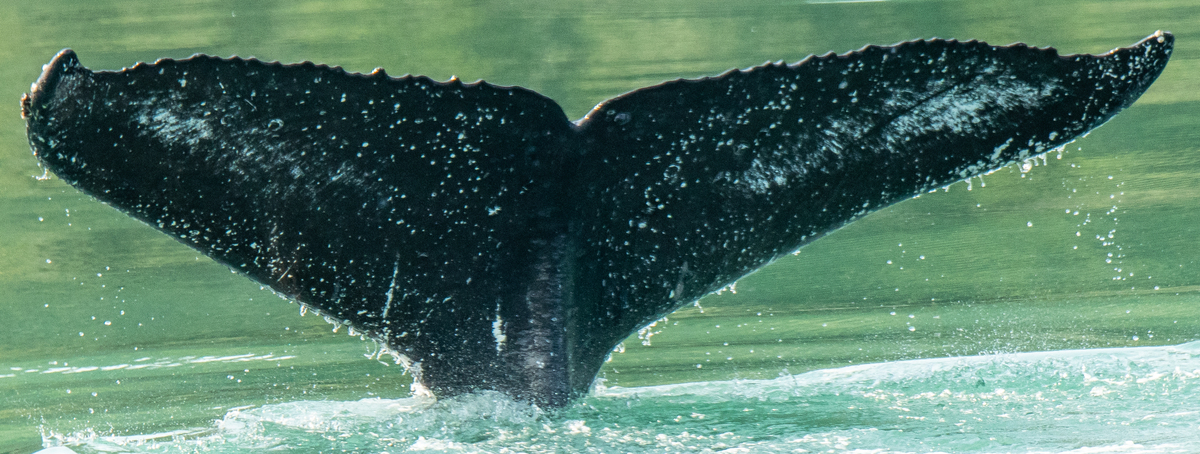 Fluke of Radioville (SE Alaska)