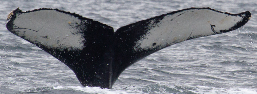 Fluke of TBear (Hawaii)