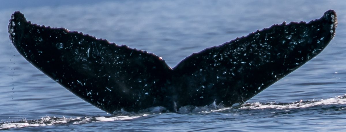 Fluke of King Kallu (Alaska)