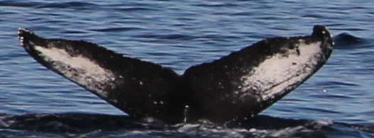 Fluke of SEAK-5097
