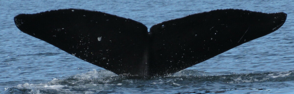 Fluke of SEAK-2672