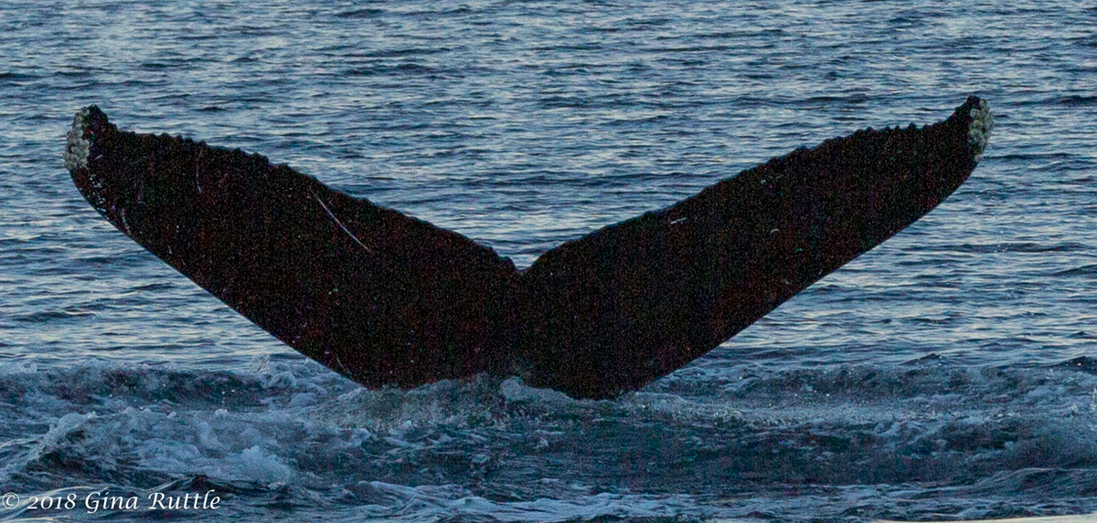 Fluke of SEAK-5650