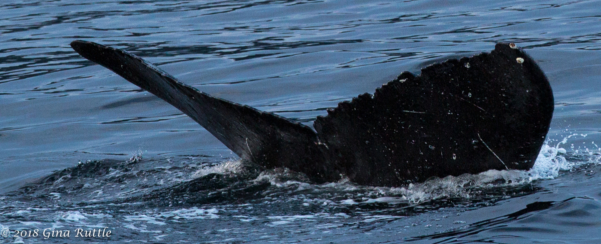 Fluke of SEAK-1246