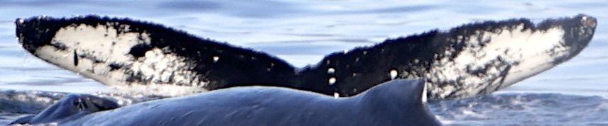 Fluke of SEAK-5199