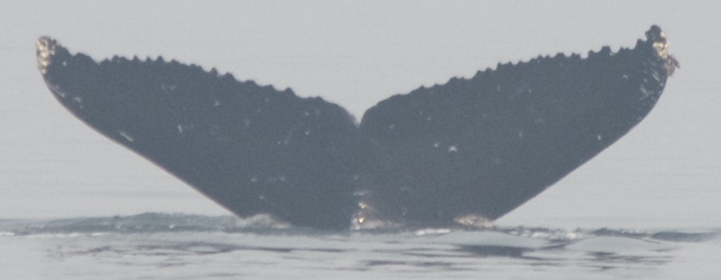 Fluke of Pawn (British Columbia)