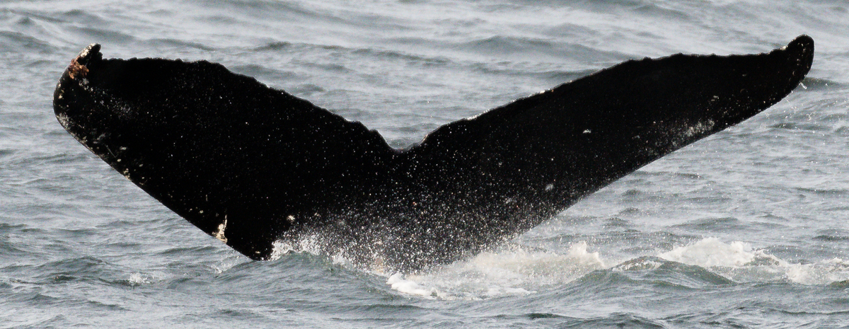 Fluke of SEAK-5504