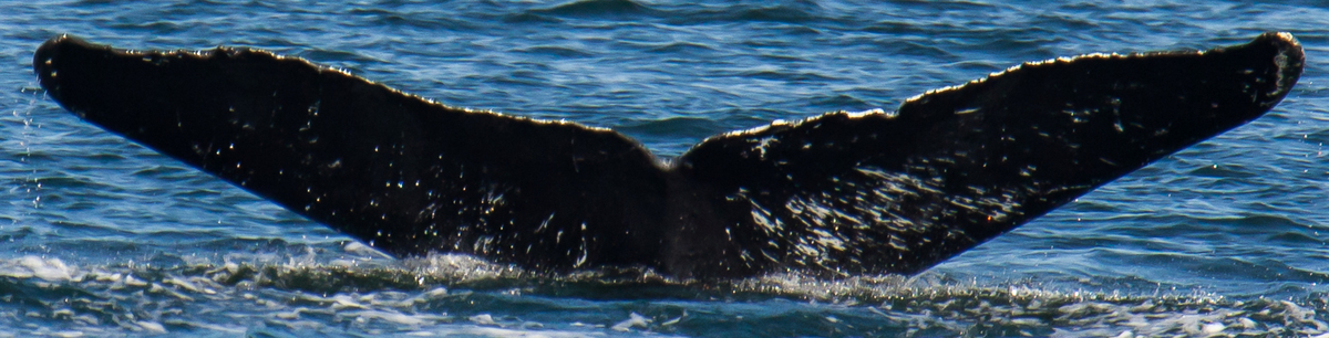 Fluke of Kerryogamy (FS)