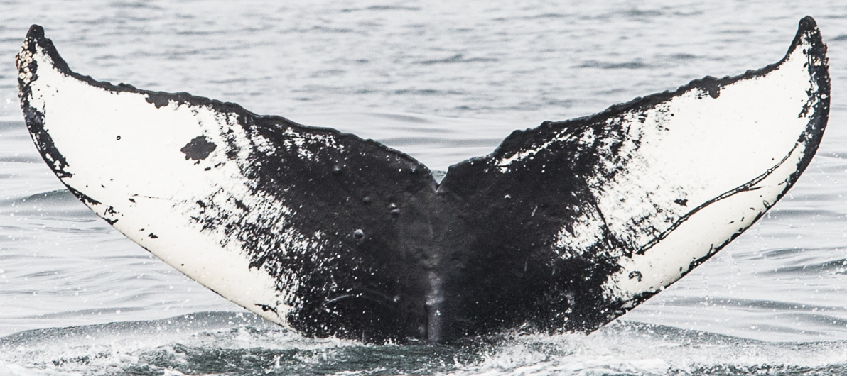 Fluke of Curly Kimberly (SE Alaska)