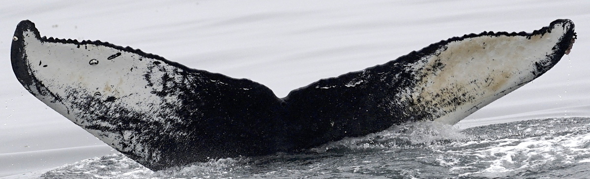 Fluke of Chaela (FS)
