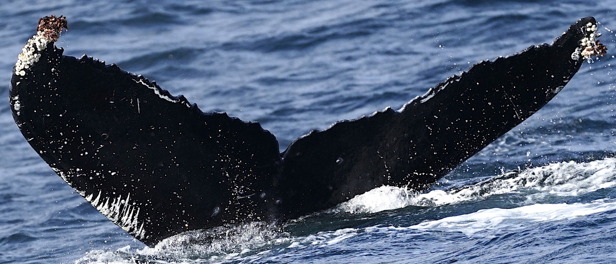 Fluke of Kash (Southeast Alaska)