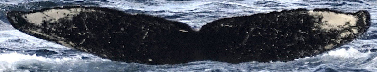 Fluke of SEAK-1356
