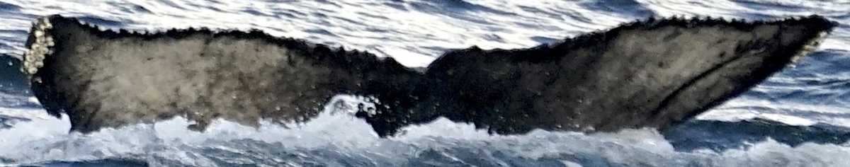 Fluke of TedSea (SE Alaska)