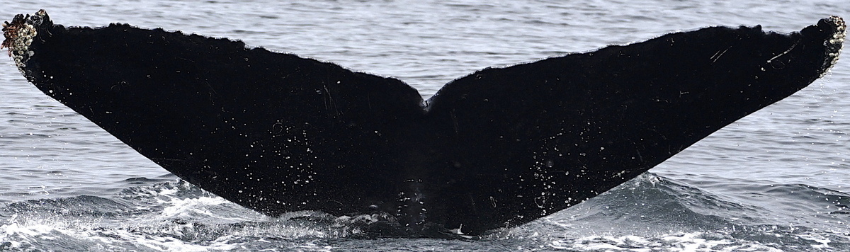 Fluke of Rhombus (FS)