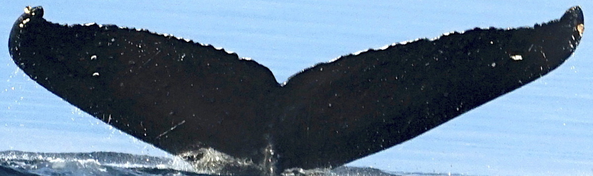 Fluke of SugarWeez (FS)