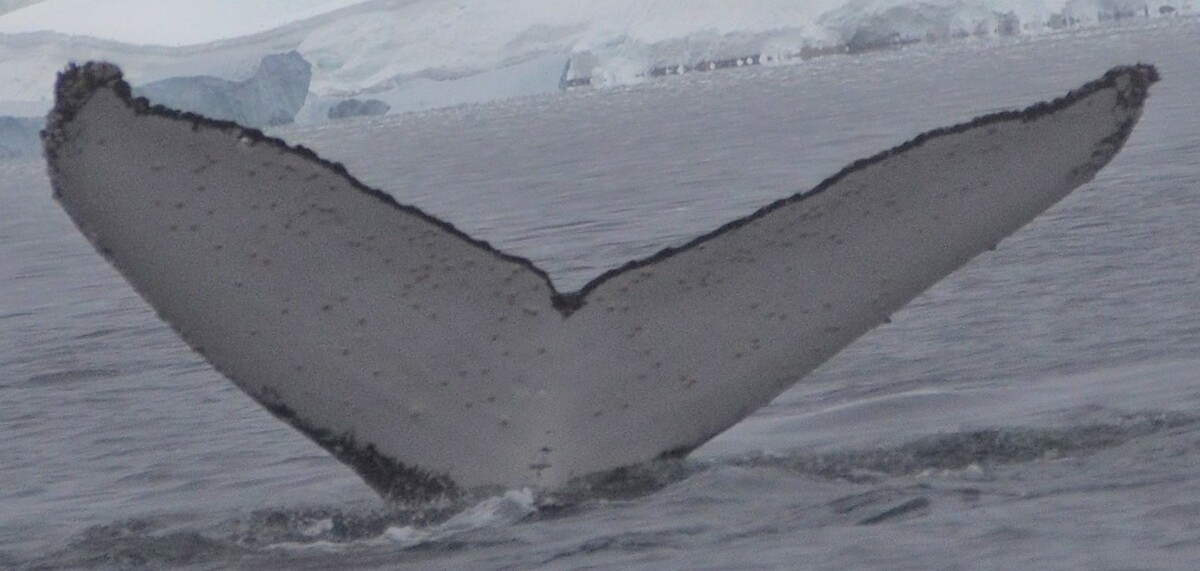 Fluke of AHWC-7447