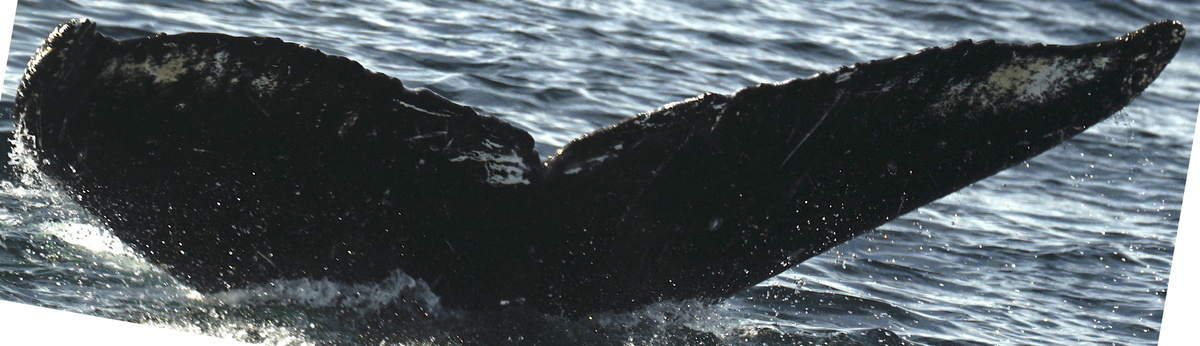 Fluke of SEAK-5344