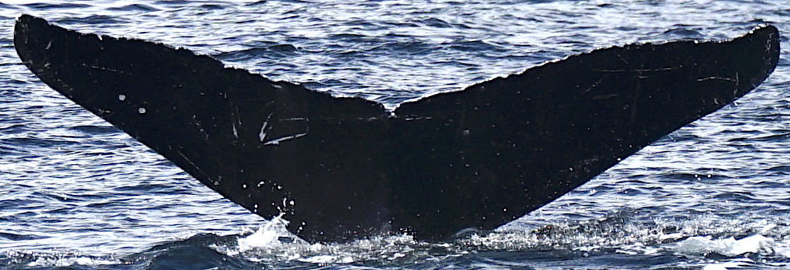 Fluke of Midnight (SE Alaska)