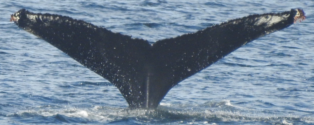 Fluke of HW-MN0400915