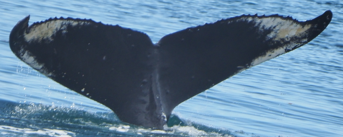 Fluke of Alexander Thomas Rubenstein the Whale (Alaska)