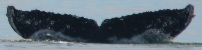 Fluke of GWAK-P360