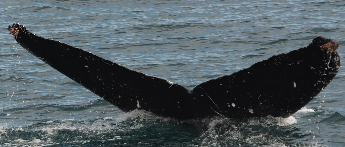 Fluke of HW-MN0410604