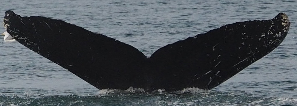 Fluke of HW-MN0410605
