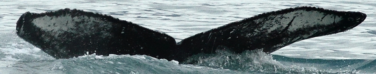 Fluke of GWAK-P339