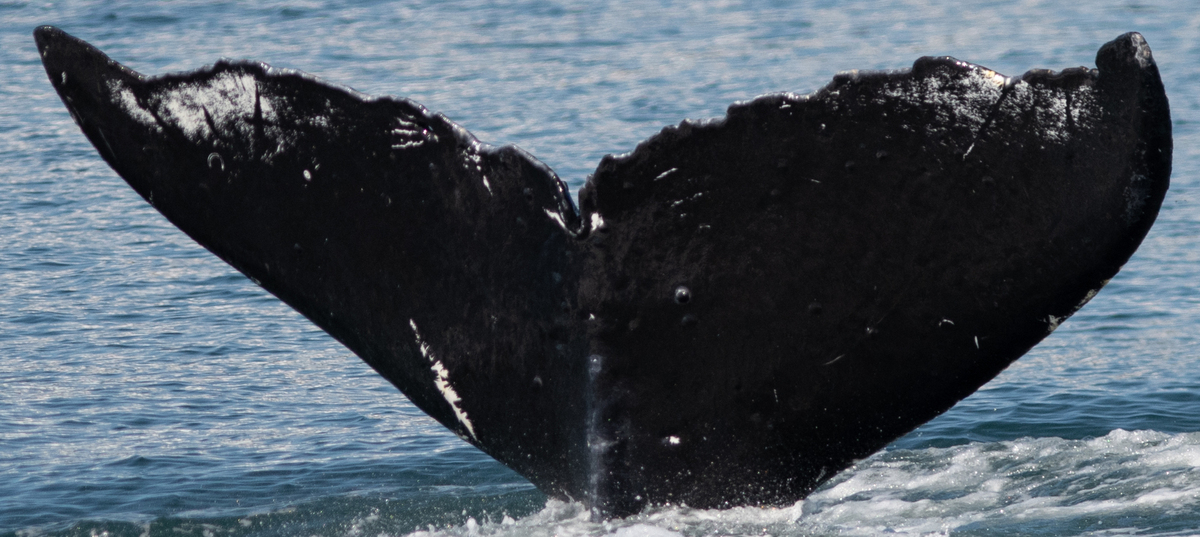 Fluke of HW-MN0410610