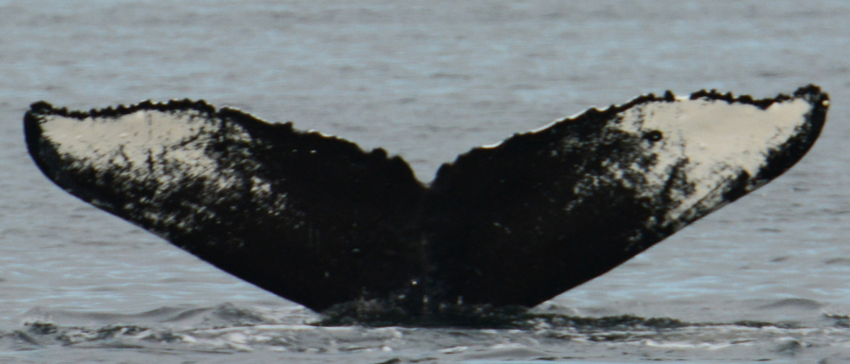 Fluke of Fish (BC)