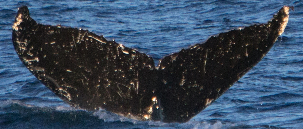 Fluke of Horizontal (BC)