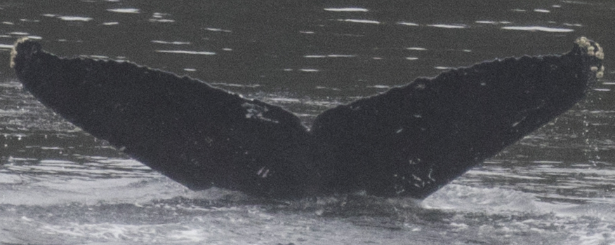 Fluke of Zorro (Northern BC)