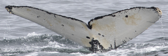Fluke of Spindrift (Salish Sea)
