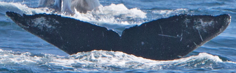 Fluke of CRC-17942