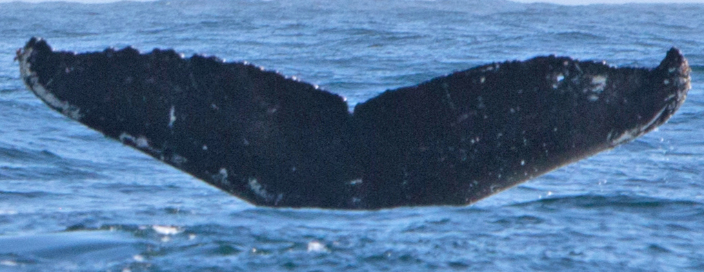 Fluke of Reaper (Salish Sea)