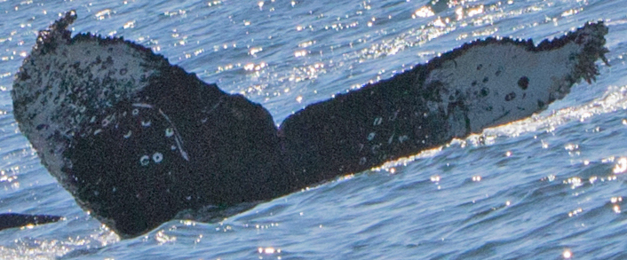 Fluke of CRC-16451