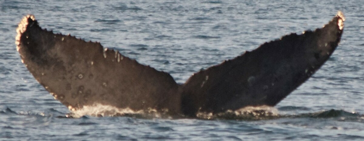 Fluke of Raza (British Columbia)