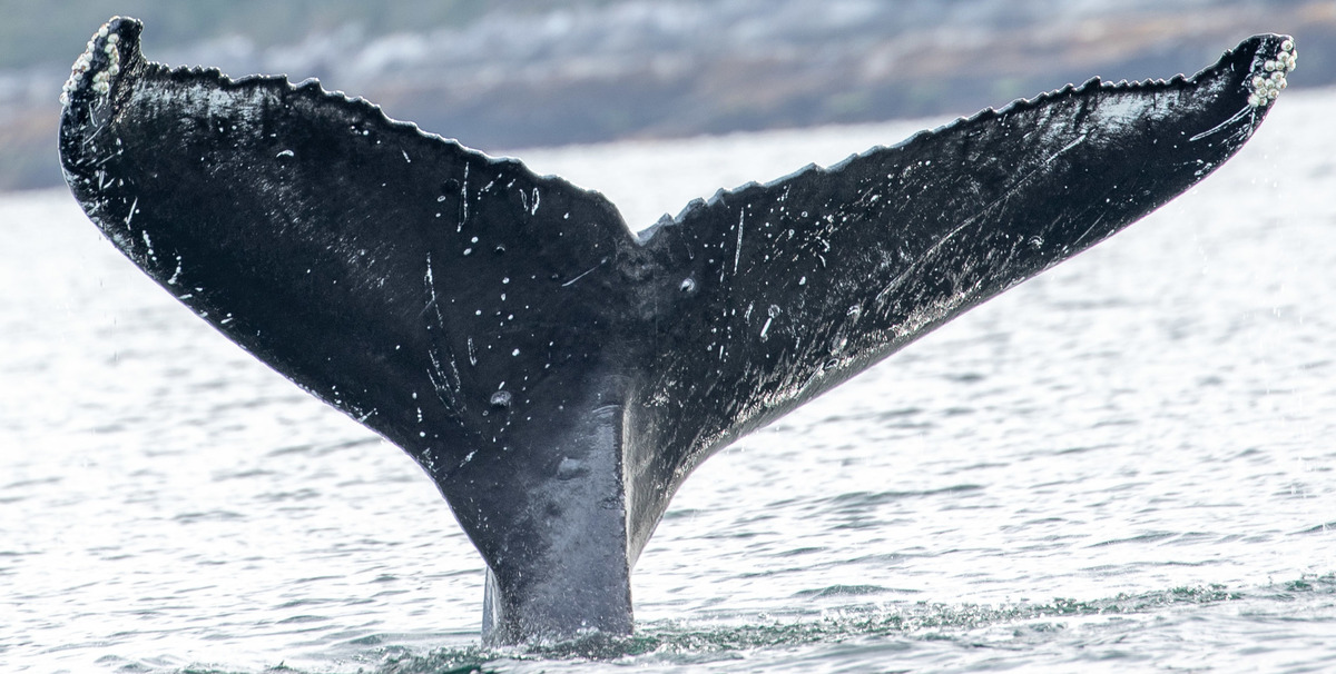 Fluke of CRC-18174