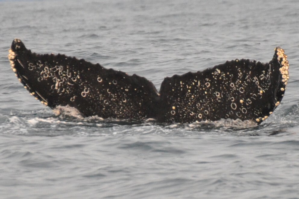 Fluke of Cluster (BC)