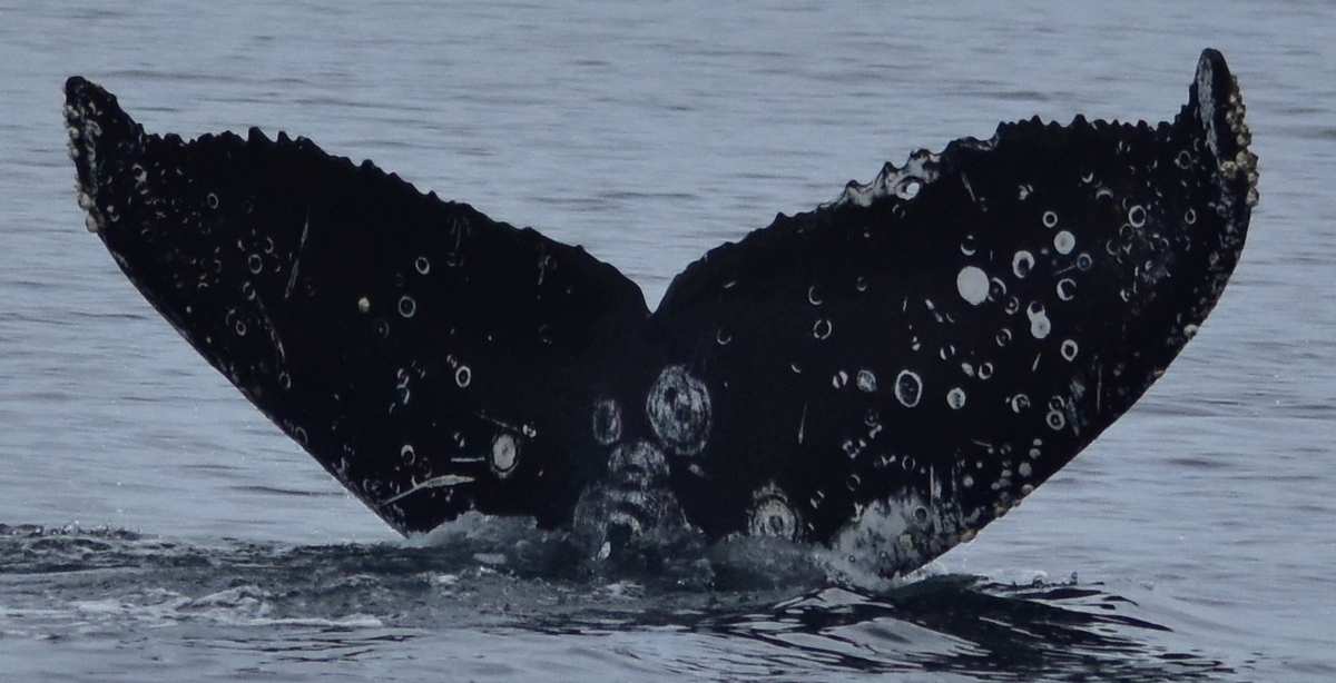 Fluke of PennyWise (Salish Sea)