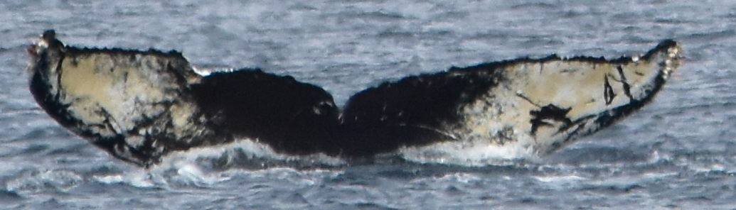 Fluke of CRC-17720