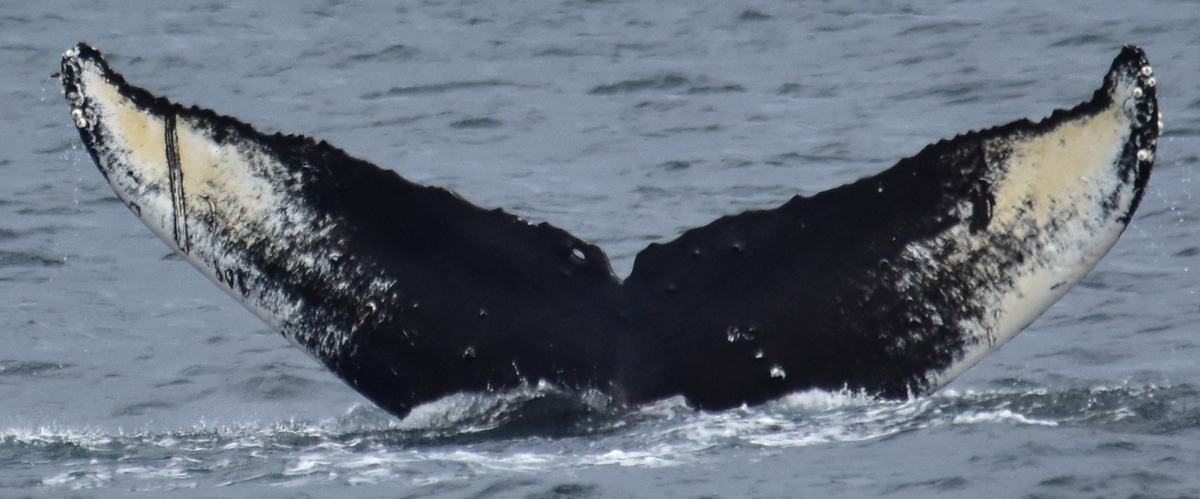 Fluke of Sentinel (Salish Sea)