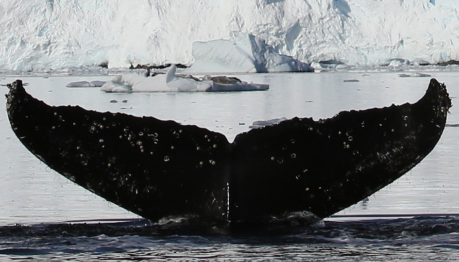 Fluke of AHWC-7355