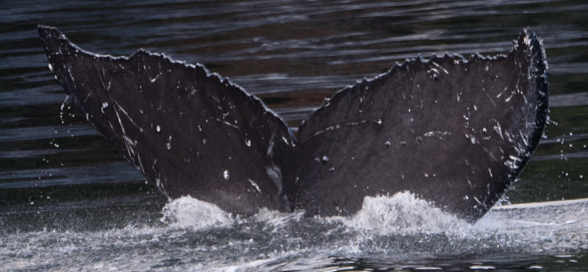 Fluke of Raven (BC)